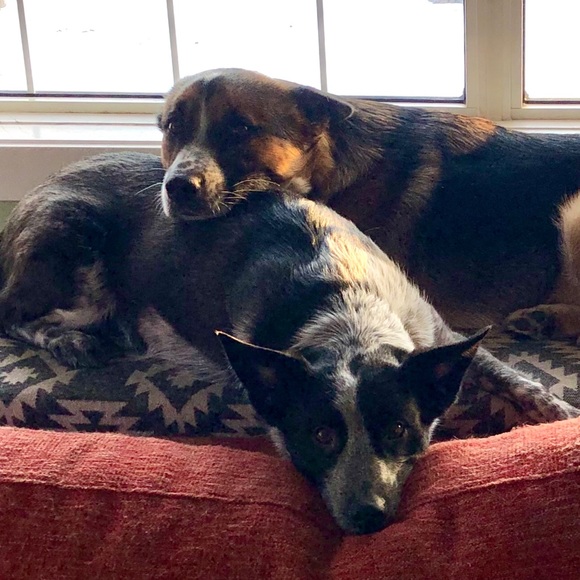 Meet your Posher, Liz - Picture 1 of 1